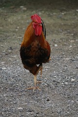 rooster on a farm