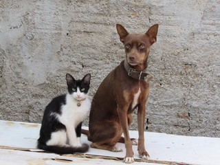 cat and dog