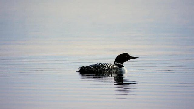Common Loon, gavia immer, Minnesota State Bird swimming and looking under the surface of a lake in Bemidji in closeup clip.