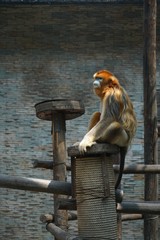 Monkey sitting on the stone