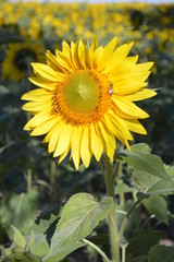 sunflowerclose