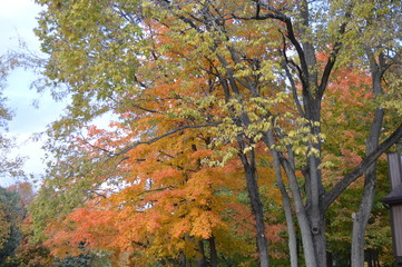 Fototapeta premium trunks2colrs