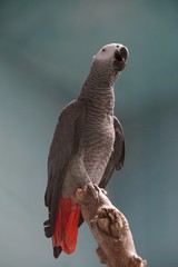 portrait of a parrot