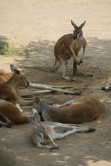 Naklejka na ściany i meble kangaroo on beach