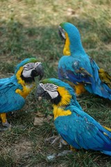 blue and yellow macaw