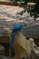 blue and yellow macaw