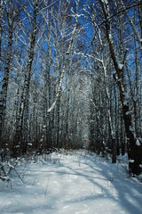 Fototapeta premium forest in winter