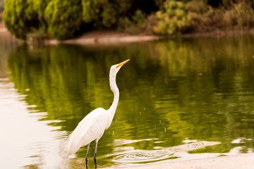 Heron in the lake 