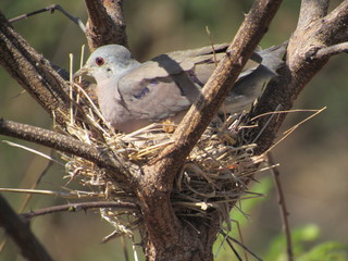 bird in nest