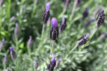 ラベンダーの花