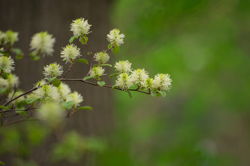 White Fothergilla flowers in the forest in the Spring