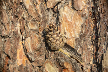  Pinecone on the background of bark