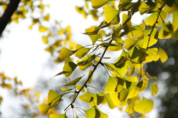 branch of a tree