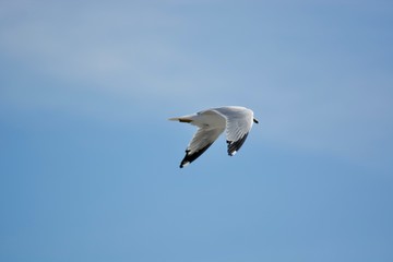 A beautiful flying seagull in the blue sky