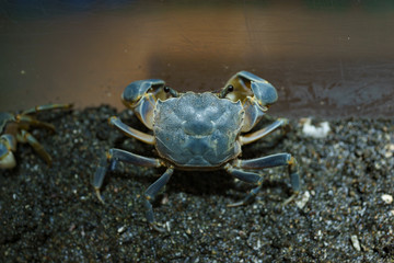 crab on the sand