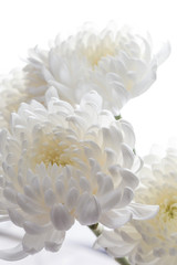 Beautiful blooming chrysanthemums