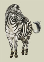 Hand drawn zebra - obrazy, fototapety, plakaty