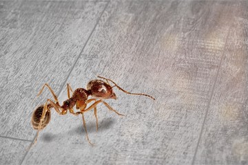 Small ant worker