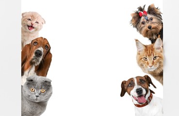 Various cats and dogs as frame isolated on white