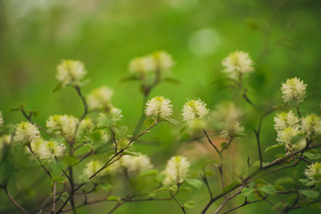 White Fothergilla flowers in the forest in the Spring