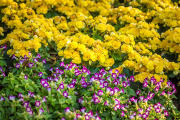 colorful flowers in the garden.