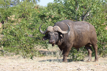 Fototapeta premium Kaffernbüffel / Buffalo / Syncerus caffer
