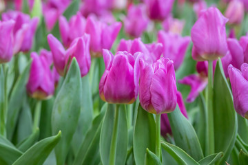 Tulips flower