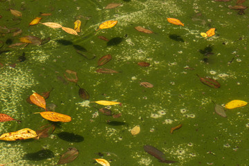 Leaves and algae in a shallow exterior garden pool in need of cleaning, horizontal aspect