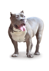 american pitbull dog .isolate 
