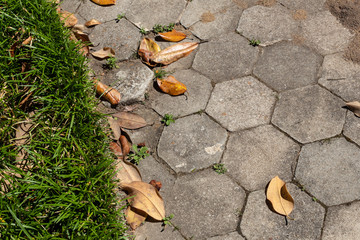 Weathered gray hexagonal pavers, leaf litter and liriope, in need of cleaning, horizontal aspect