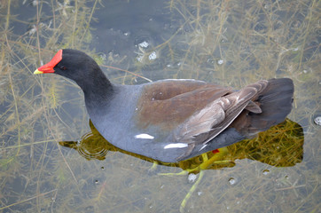 common moorhen close up in lake