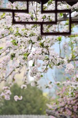 blooming cherry tree in spring