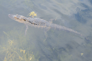 alligator floating in lake