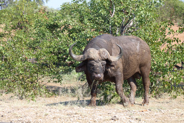 Obraz premium Kaffernbüffel / Buffalo / Syncerus caffer