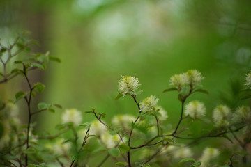 White Fothergilla flowers in the forest in the Spring