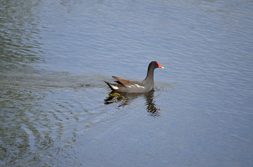 common moorhen swimming in lake