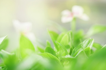 Blur image of green watercress leafs in garden with natural sun lights. For use with nature, organic, gardening landscape topics or background wallpaper. Large copy space area