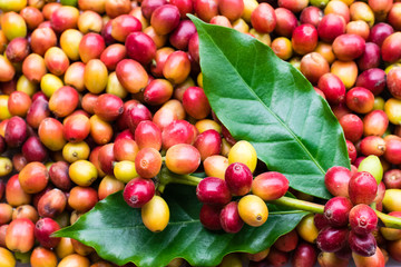 Red coffee beans