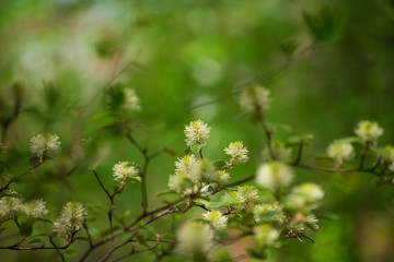 White Fothergilla flowers in the forest in the Spring