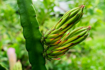 dragon fruit flower