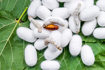 white silk cocoon