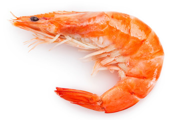 Cooked shrimp on white background