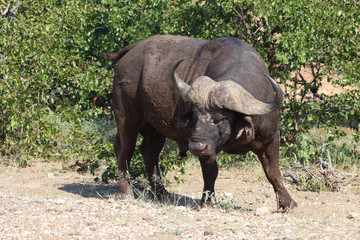 Kaffernbüffel / Buffalo / Syncerus caffer