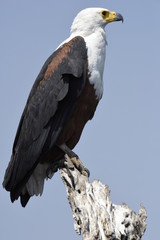 Sea Eagle