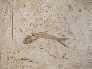 fossil