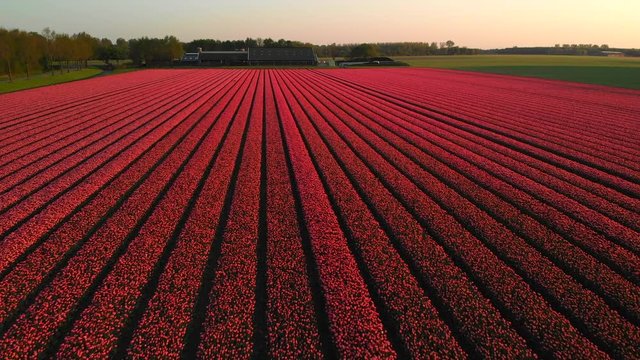 Aerial footage of the Pink flower-fields of Holland