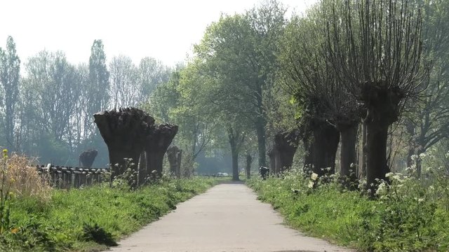 Footpath between meadows and pollard willows, Rijswijk, the Netherlands