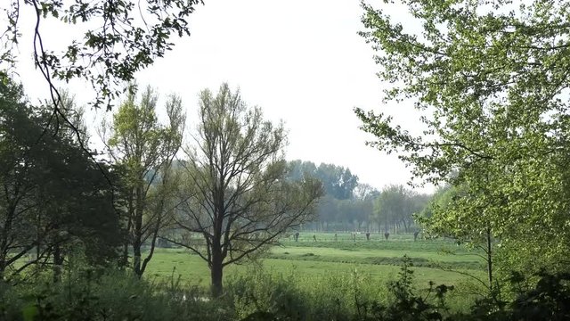 Grass-field with trees, pollard willows and fences, Rijswijk, the Netherlands