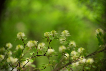 White Fothergilla flowers in the forest in the Spring