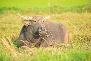 Hoi An rice field and animals and nature.